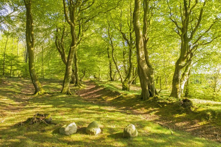 Litha Sommersonnenwende Kräuterwanderung mot Workshop