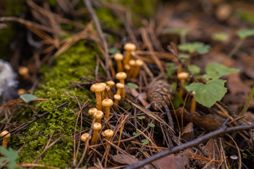 Pilzwanderung im Herbst