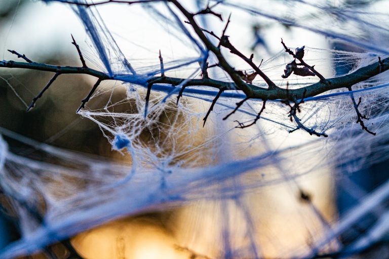 Samhain Halloween Kräuterwanderung mit Workshop