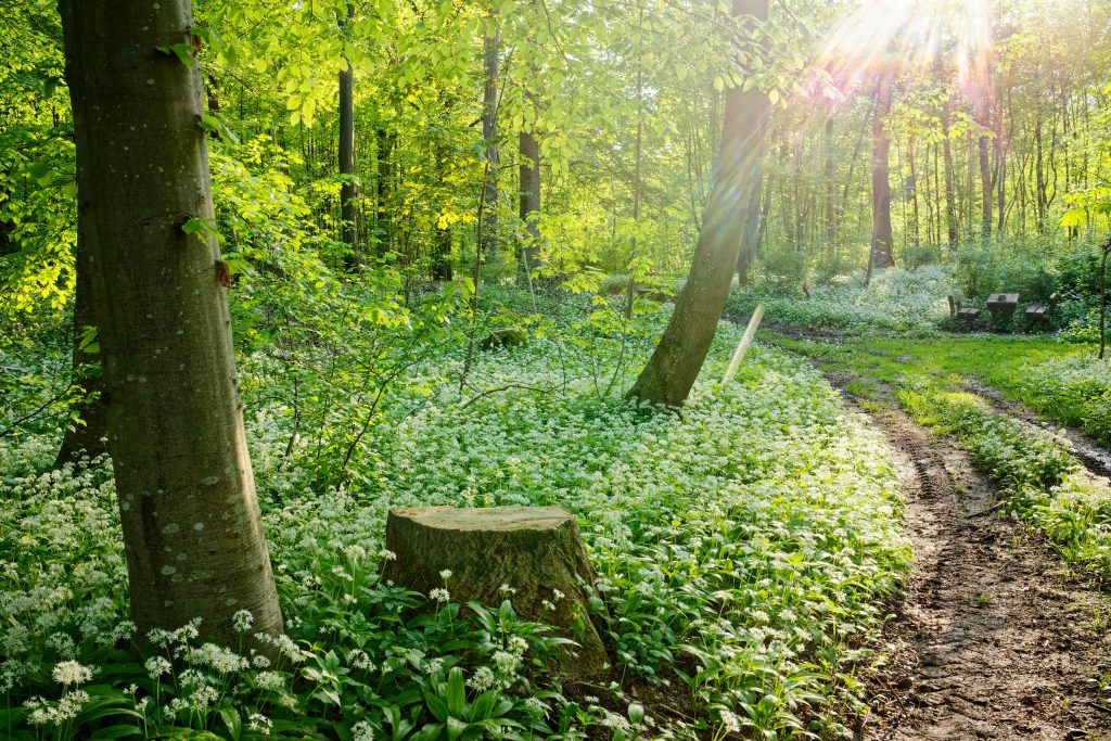 Beltane Walpurgisnacht Kräuterwanderung mit Workshop