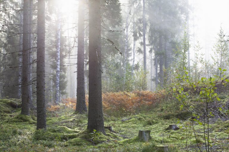 Imbolc Lichtmess Kräuterwanderung mit Workshop