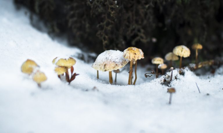 Pilzwanderung Winter